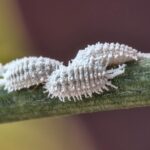 Cochinillas del carmín