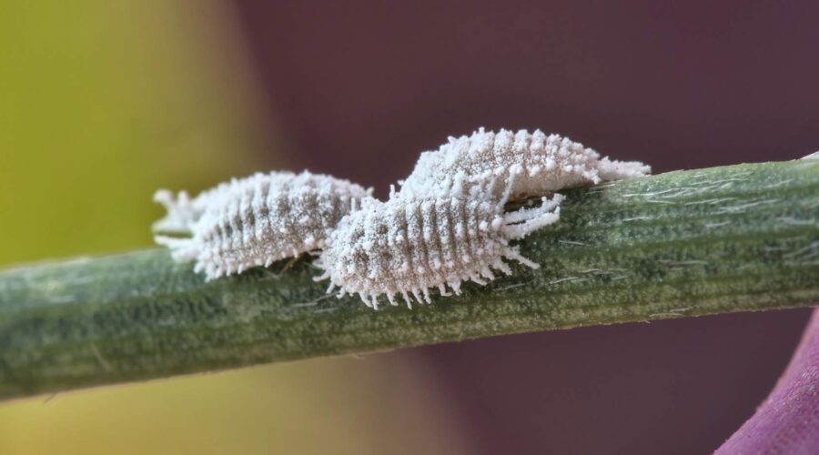 Cochinillas del carmín