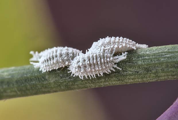 Detalle de las cochinillas